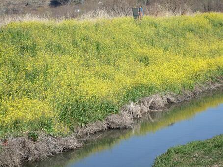菜の花 菜の花の写真