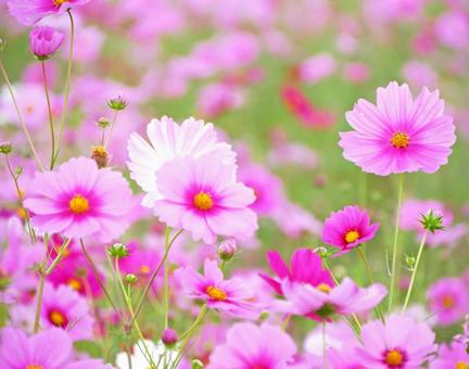 Cosmos in full bloom (autumn scenery), JPG