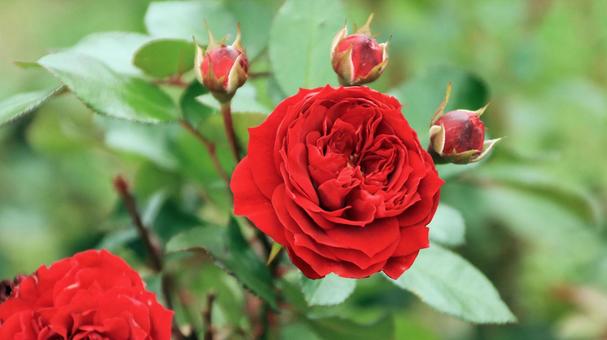 河津バカテル公園　秋バラの写真