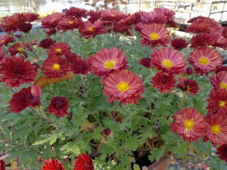 紅い小菊の花 植物,花,キク科の写真素材