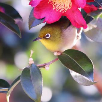 山茶花の花とかわいいメジロ 山茶花の花とかわいいメジロ 鳥,メジロ,花の写真素材