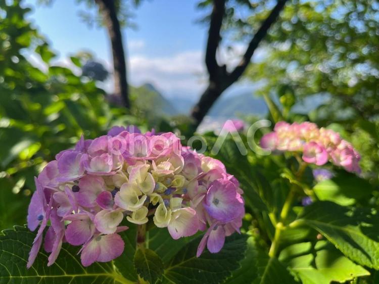 城山公園のアジサイ あじさい,アジサイ,紫陽花の写真素材
