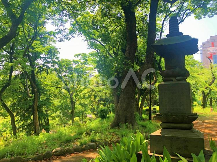 芝公園の散策路 芝公園,散策路,自然の写真素材