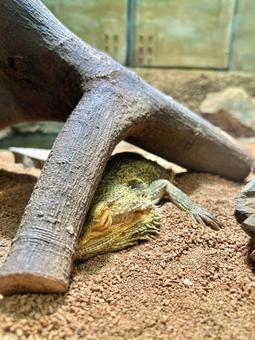 フトアゴヒゲトカゲ フトアゴヒゲトカゲの写真