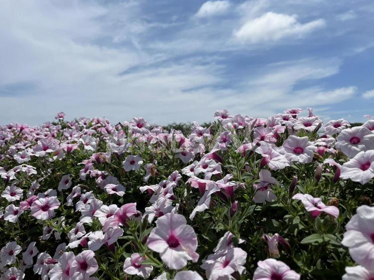花　植物　空　風景 風景,空,自然の写真素材