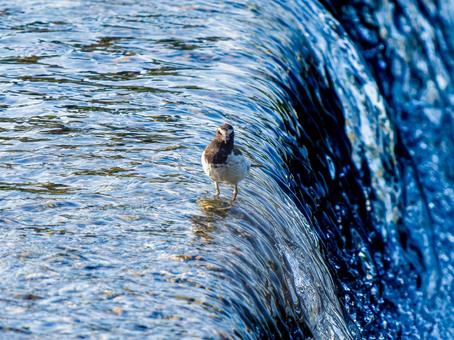 水辺のハクセキレイ 水辺のハクセキレイの写真