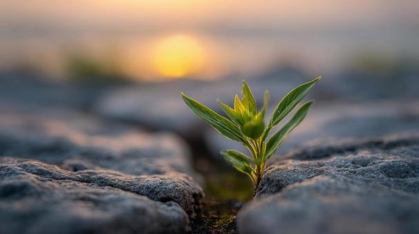日の出に向かって伸びる新芽 日の出に向かって伸びる新芽の写真