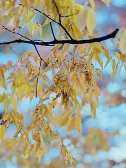 紅葉 紅葉の写真