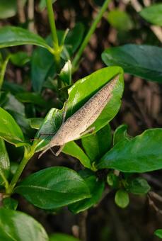 オンブバッタの写真