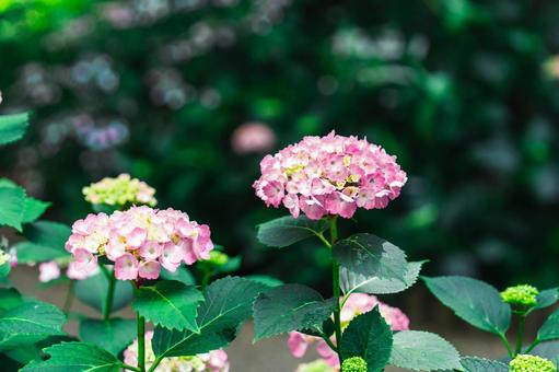 紫陽花② 紫陽花②の写真