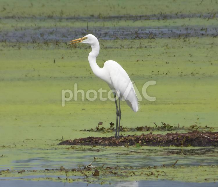 湖畔の浅瀬にて・・サギ005 サギ類,鳥類,自然の写真素材