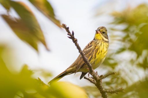 アオジ(34) 野鳥,アオジ,鳥類の写真素材
