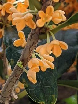 Sweet Osmanthus Macro, JPG