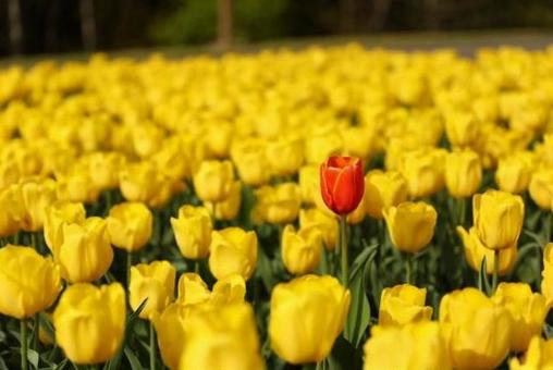 Tulip 2, JPG Tulip 2, JPG