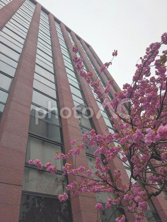街中の桜 さくら,桜,サクラの写真素材