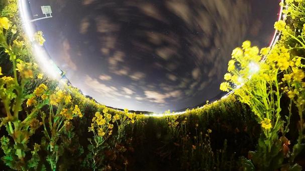 夜の菜の花と星空の写真