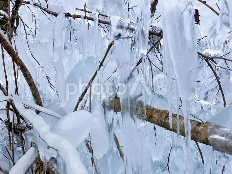 あしがくぼの氷柱　つらら　秩父 氷柱,つらら,氷の写真素材