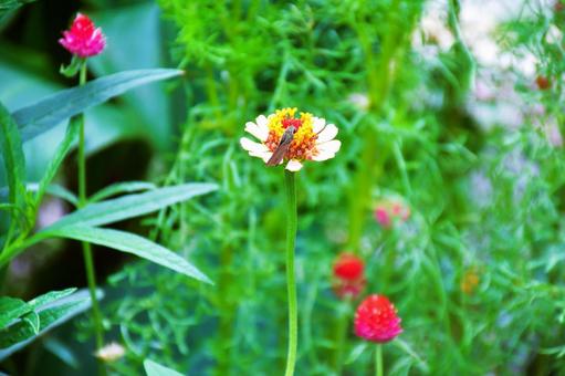 ジニア ジニアの写真