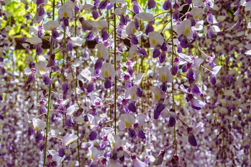 Photo, wisteria of honehata, nagaizumi temple, wisteria trellis, 