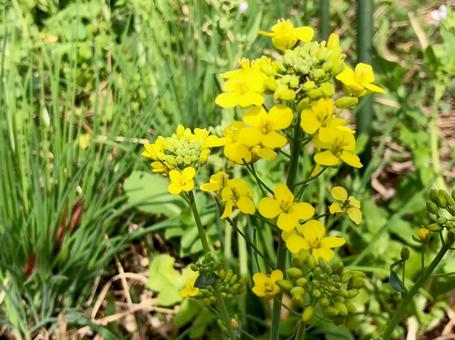 アブラナ科の開花 アブラナ科の開花の写真