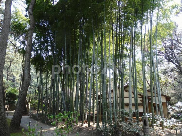 神奈川県　横浜市　三渓園　風景 景色,風景,絶景の写真素材