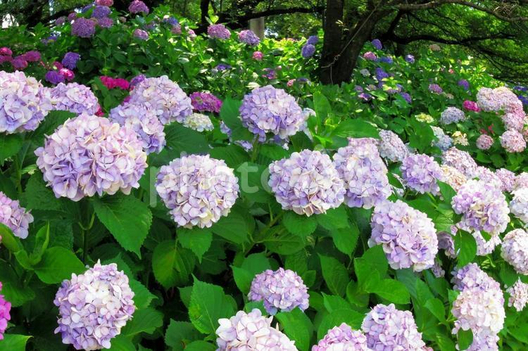 梅雨を感じて 黄緑,階段,6月の写真素材