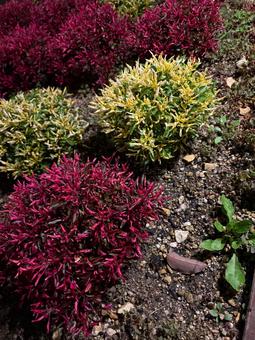 色葉の低木植栽 色葉の低木植栽 植栽,植え込み,低木の写真素材