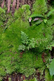 シダ植物 シダ植物 シダ植物,シダ科,シダ類の写真素材