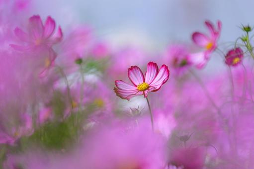 Fantastic Cosmos-3, JPG