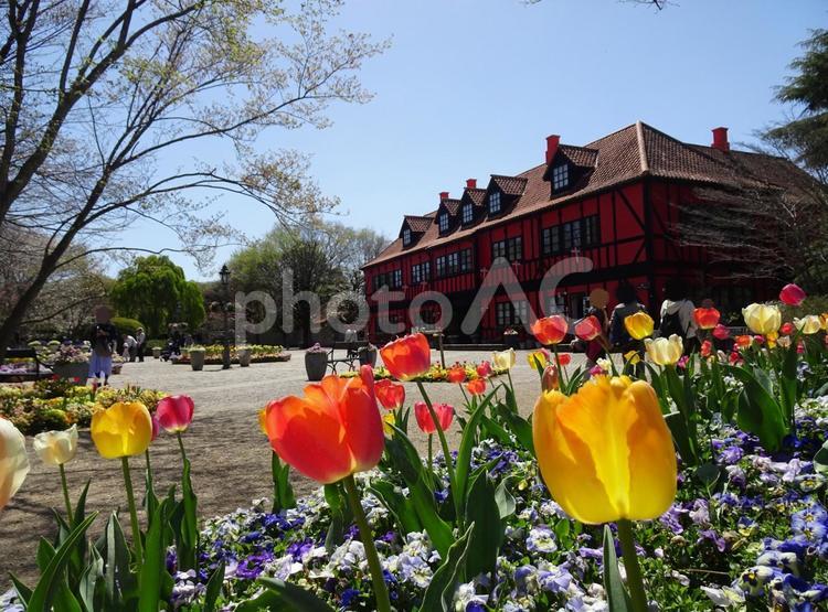 四月のアンデルセン公園-83 四月,ふなばしアンデルセン公園,千葉県船橋市の写真素材