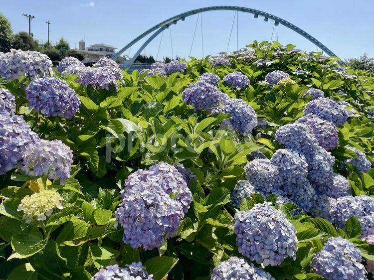 ふれあい橋とアジサイ(紫陽花) アジサイ,紫陽花,ふれあい橋の写真素材