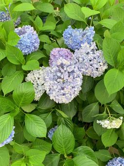 あじさい 紫陽花 あじさい 紫陽花 あじさい,紫陽花,梅雨の写真素材