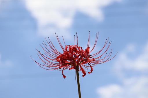 青空と雲と赤い花びらの曼殊沙華の花 青空と雲と赤い花びらの曼殊沙華の花の写真