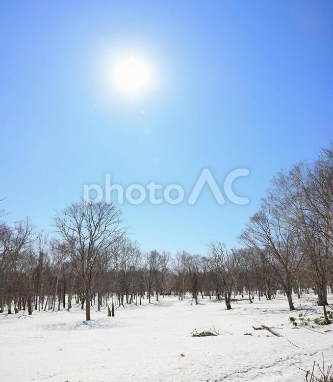 雪原に注ぐ春の日差し(ニセコ町) ニセコ,雪,積雪の写真素材