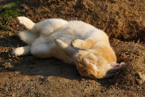 広島県大久野島で眠るウサギ9 うさぎ,睡眠,寝るの写真素材