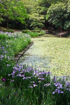 6月下旬の栗林公園の花菖蒲園 6月下旬の栗林公園の花菖蒲園の写真