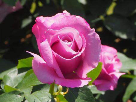 薔薇 シャルル・ドゥ・ゴール 薔薇 シャルル・ドゥ・ゴールの写真