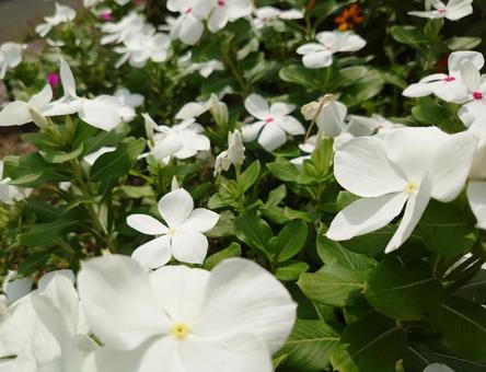 白い花 白い花の写真