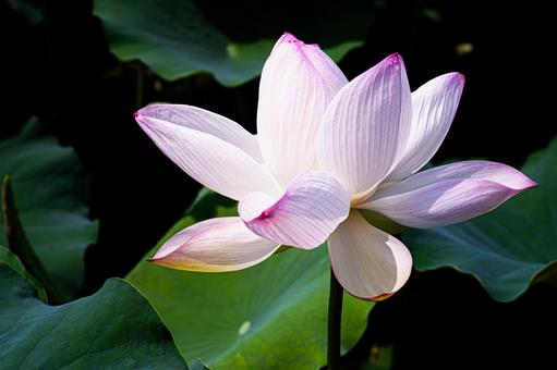 Photo, lotus flower, pink flowers, lotus, 