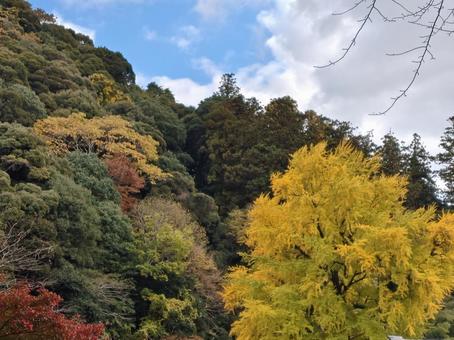 奈良県-長谷寺-参道から望む紅葉 長谷寺,寺,豊山の写真素材
