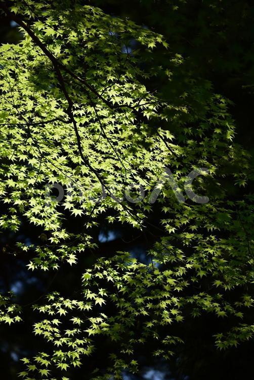 新緑のモミジの輝き　初夏の森 初夏,森,新緑の写真素材