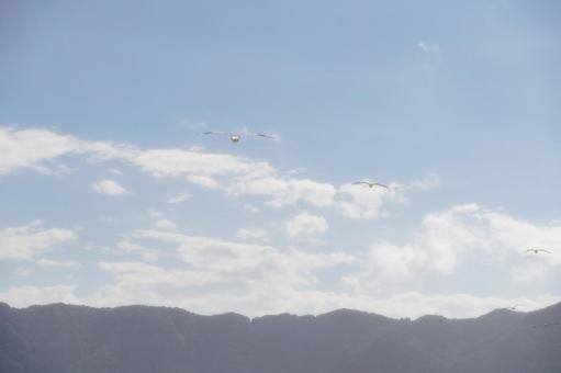 カモメが飛翔する夏の空 カモメが飛翔する夏の空の写真