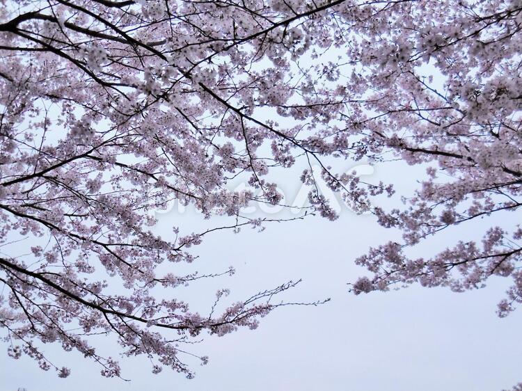桜並木の風景　8 3月,4月,sakuraの写真素材