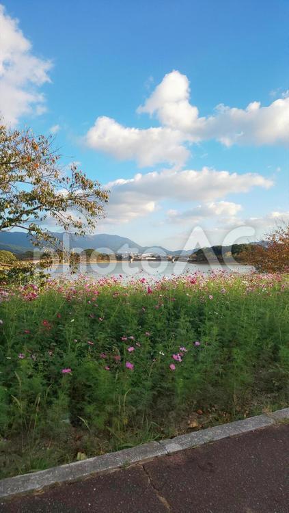 コスモス-駕与丁公園 コスモス,花,秋の写真素材