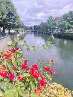 花越しの川景色　フランス フランス,川,ヨーロッパの写真素材