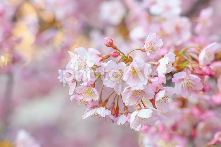 満開の河津桜　春の訪れ 春,桜,河津桜の写真素材