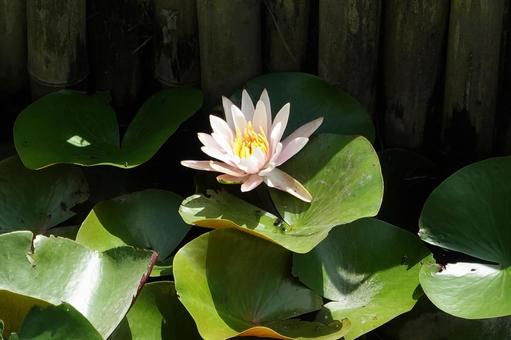 Water lily flowers blooming in the pond, JPG