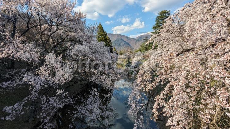 桜の木から覗く山と澄んだ水 上田城,桜,春の写真素材