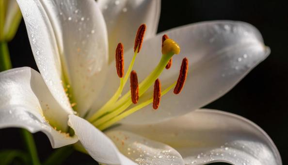白いテッポウユリの花 白いテッポウユリの花の写真