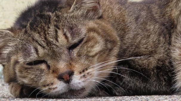 睡魔に負けそうでうとうとしている可愛い猫 睡魔に負けそうでうとうとしている可愛い猫の写真